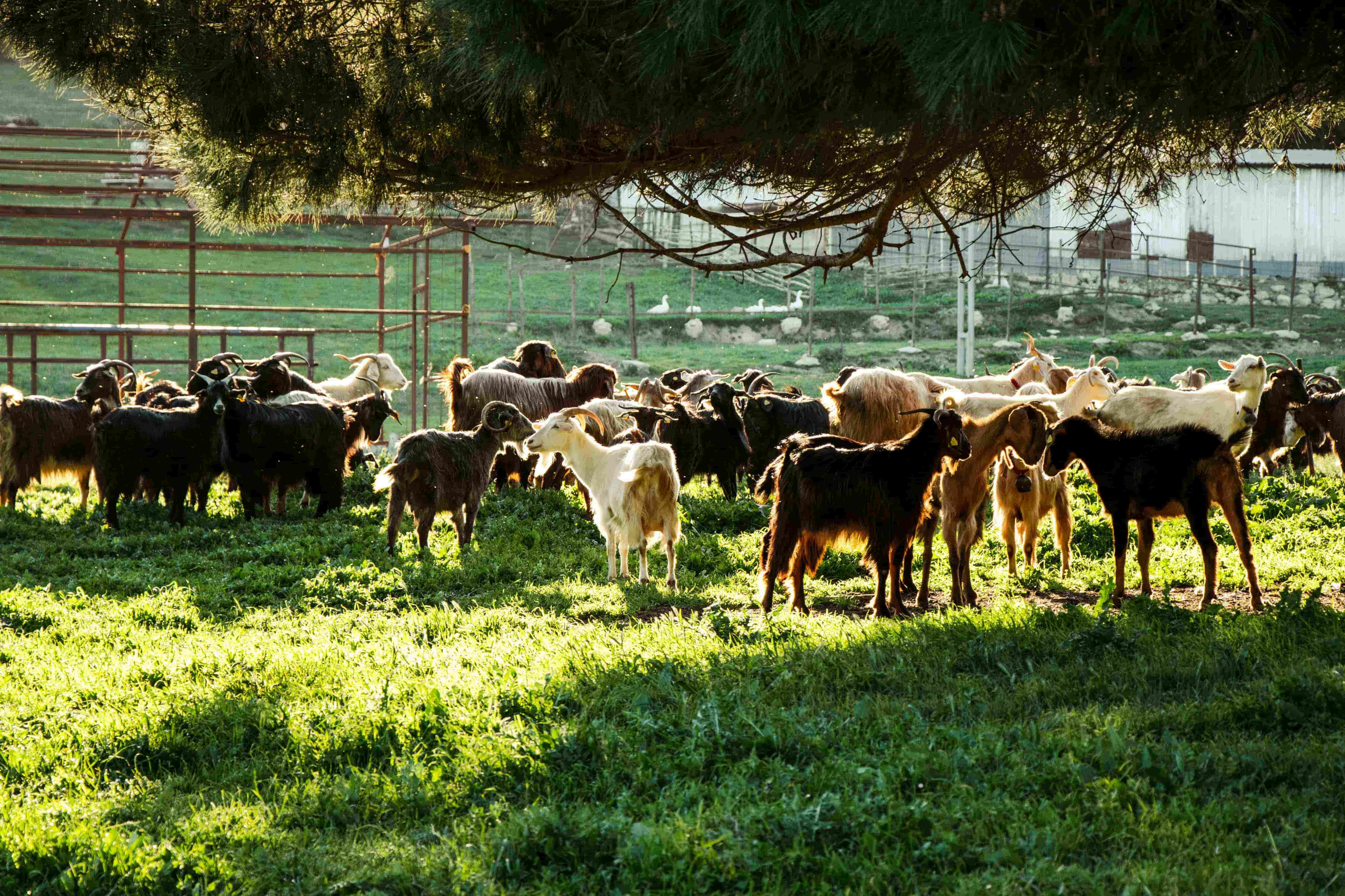 Meat & Livestock